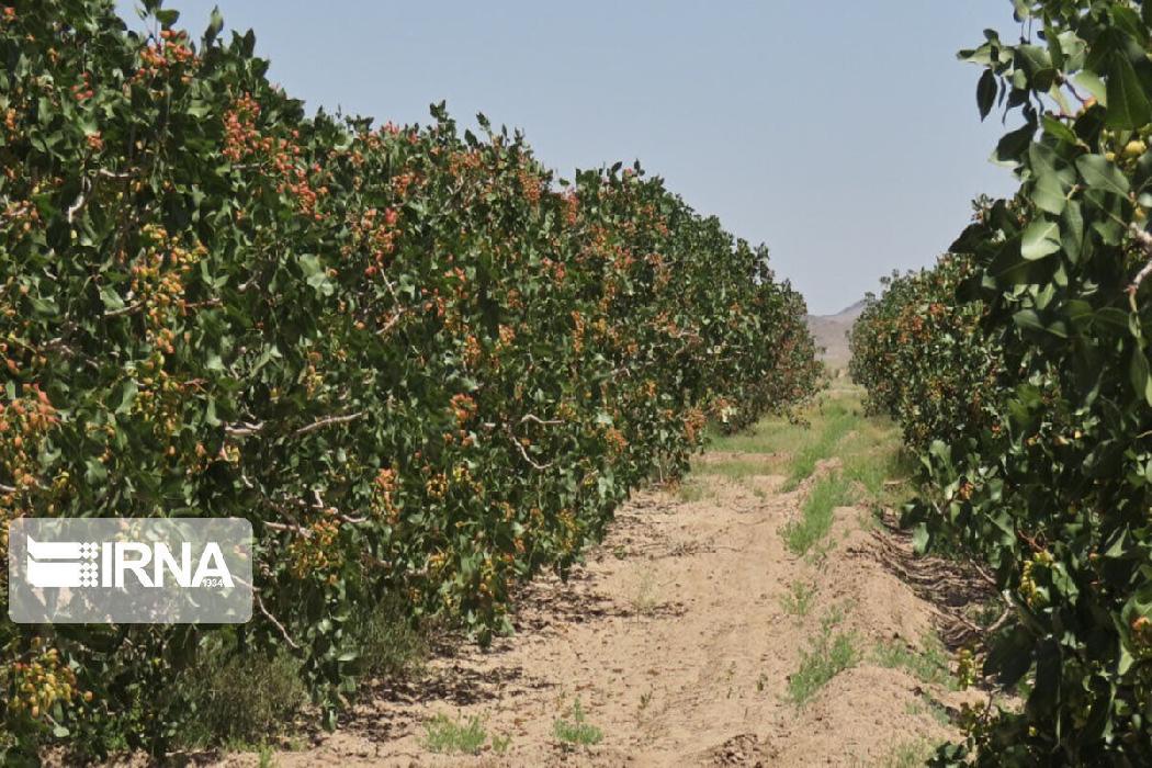 پانار | پارس ساختار | رتبه‌های تک‌رقمی ایران در تولید ۲۰ محصول مهم کشاورزی با وجود خشکسالی