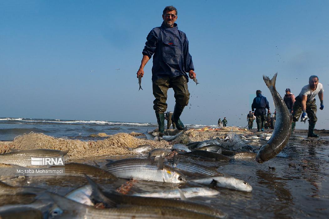 پانار | پارس ساختار | افزایش ۸۲ درصدی صید ماهیان استخوانی دریای خزر