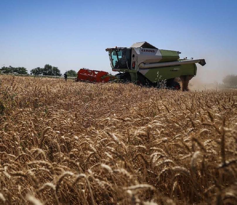 پانار | پارس ساختار | پیش‌بینی تولید ۱۲.۵ میلیون تن گندم در سال جاری/شورای قیمت‌گذاری تعیین‌کننده قیمت گندم