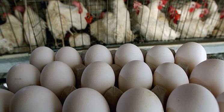 پانار | پارس ساختار | وزارت جهاد کشاورزی خبر مصوبه افزایش قیمت تخم‌مرغ را تکذیب کرد
