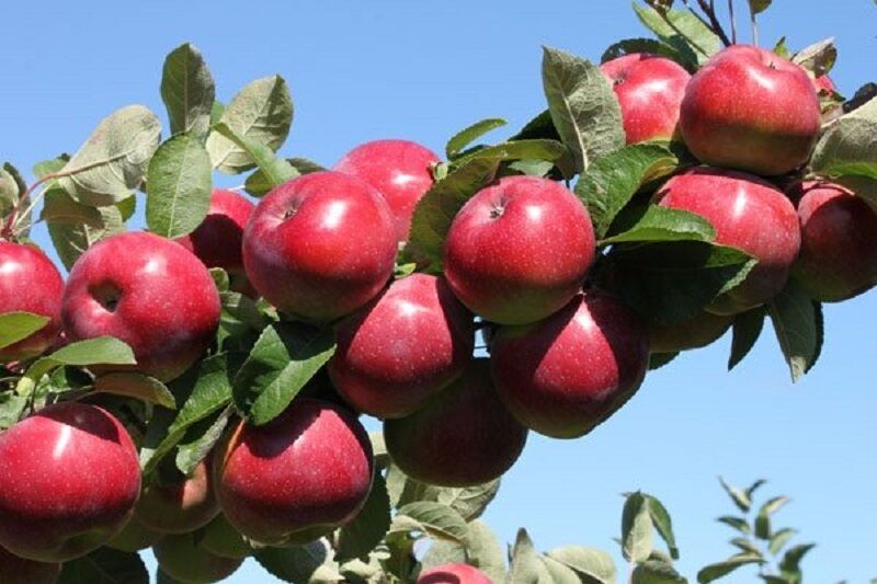 پانار | پارس ساختار | ضوابط جدید برای صادرکنندگان سیب درختی