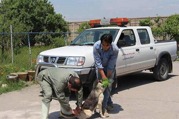 پانار | پارس ساختار | 17 هزار و 23 سگ در آذربایجان شرقی واکسینه شدند