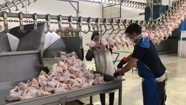 پانار | پارس ساختار | امکان صادرات مرغ با عوارض صفر برای تولیدکنندگان فراهم شد