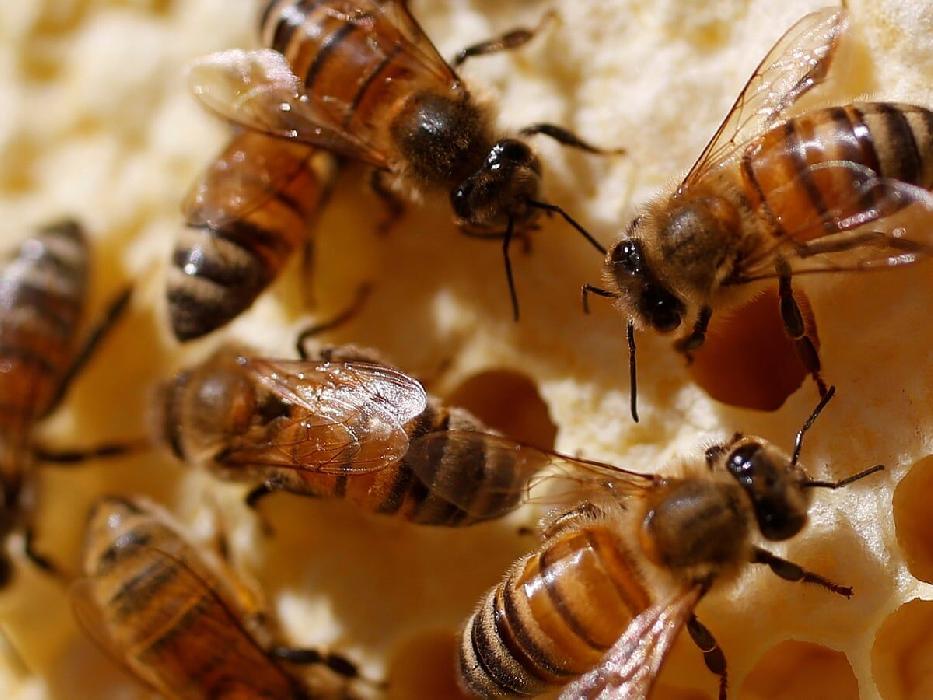 پانار | پارس ساختار | تامین ۲۰ هزار تن شکر زنبورستان‌ها بزودی/ تولید ۱۴۰ هزار تن عسل در سال جاری