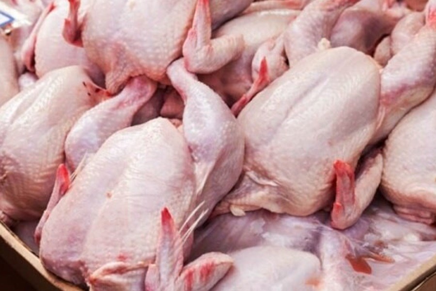 پانار | پارس ساختار | سازمان دامپزشکی: واردات گوشت مرغ آلوده به کشور کذب است