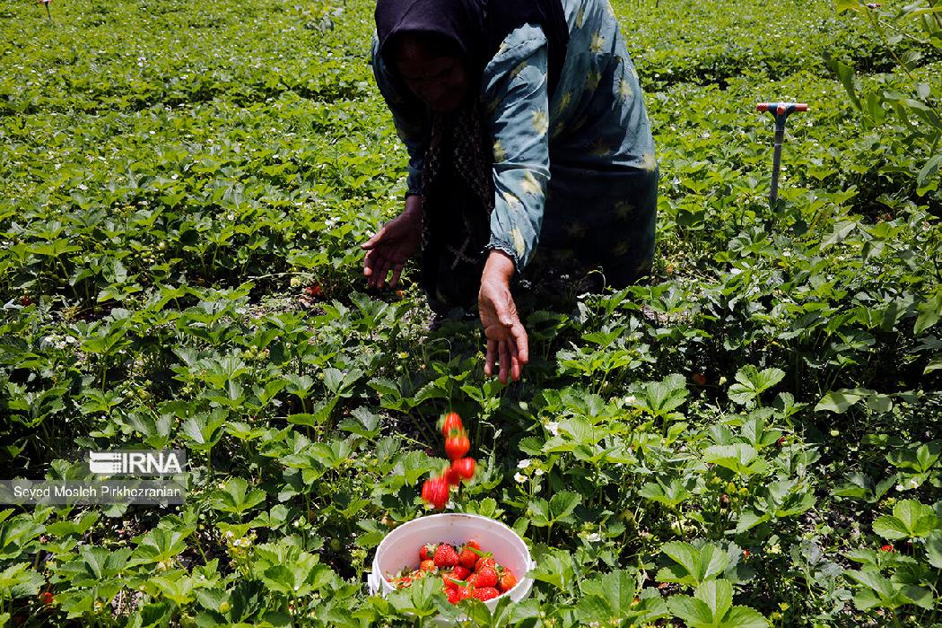 پانار | پارس ساختار | پیش‌بینی تولید ۱۲۰ هزارتنی توت‌فرنگی در کشور