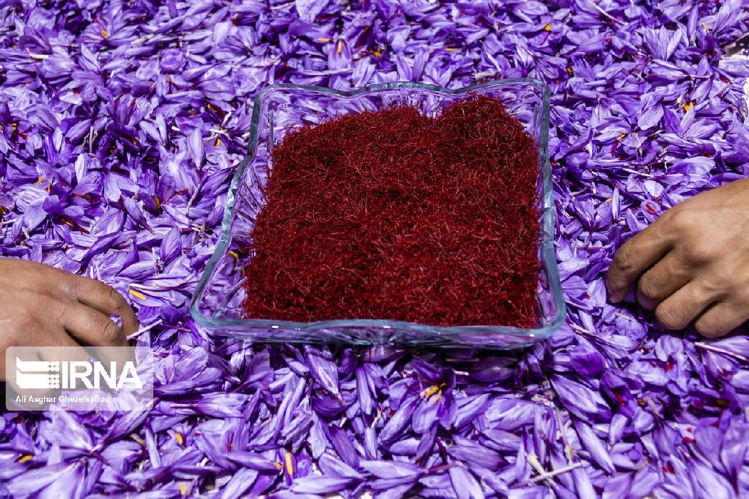 پانار | پارس ساختار | رشد ۵۲ درصدی صادرات زعفران در سال جاری/ ۱۰ مقصد صادراتی زعفران ایرانی