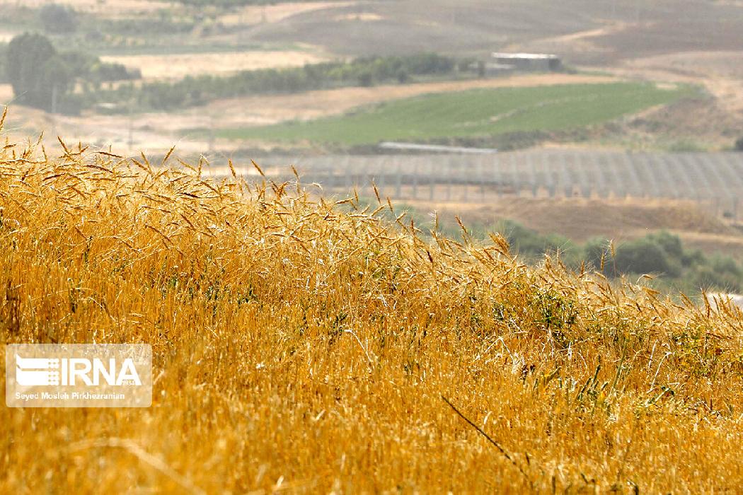 پانار | پارس ساختار | حمایت از تولید داخلی با خرید ۱۰.۳ میلیون تن گندم از کشاورزان