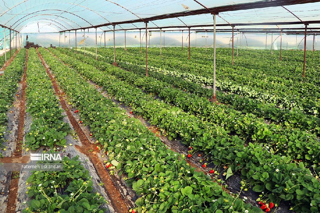پانار | پارس ساختار | استقرار نظام نوآوری در بخش کشاورزی با استفاده از فناوری‌های راهبردی