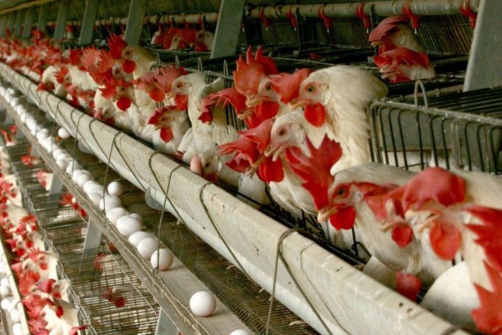 پانار | پارس ساختار | قیمت تخم‌مرغ در بازار شانه‌ای ۱۱۰ هزار تومان/ایران دومین تولیدکننده تخم‌مرغ ارزان در جهان