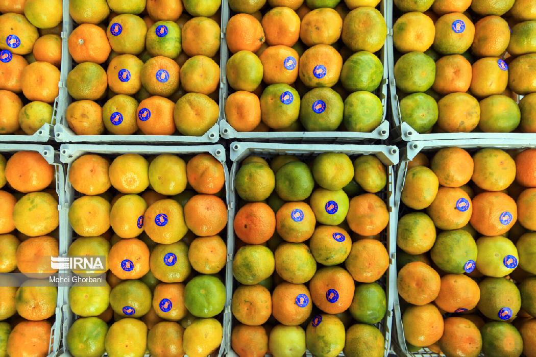 پانار | پارس ساختار | ثبات قیمت میوه و صیفی در بازار ادامه دارد