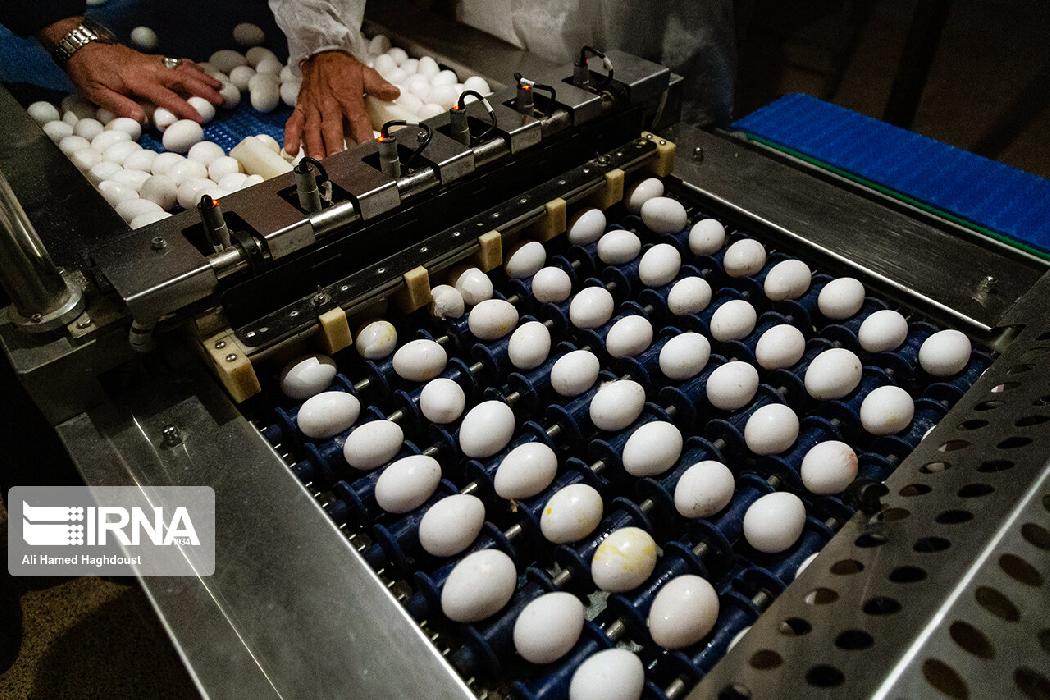پانار | پارس ساختار | صادرات ۱۱۰ هزار تن تخم مرغ تا پایان آبان ماه به ارزش ۱۳۰ میلیون دلار