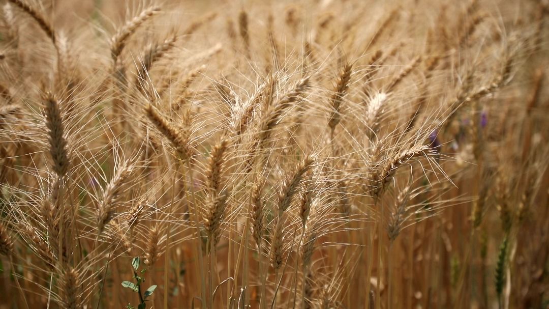پانار | پارس ساختار | کشت ۶ میلیون هکتار گندم در سال‌جاری/ ۴۲۰ هزار تن بذر اصلاح شده توزیع شد