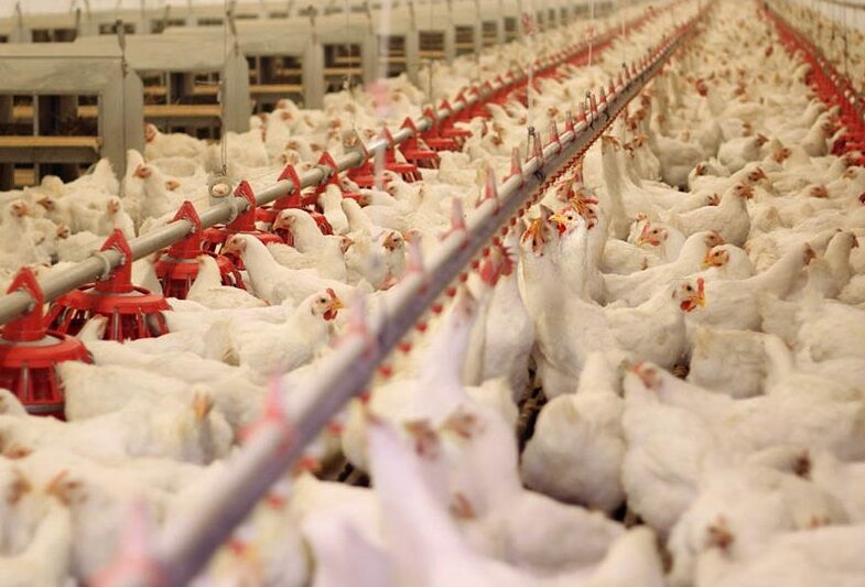پانار | پارس ساختار | قیمت مرغ زنده کاهشی شد
