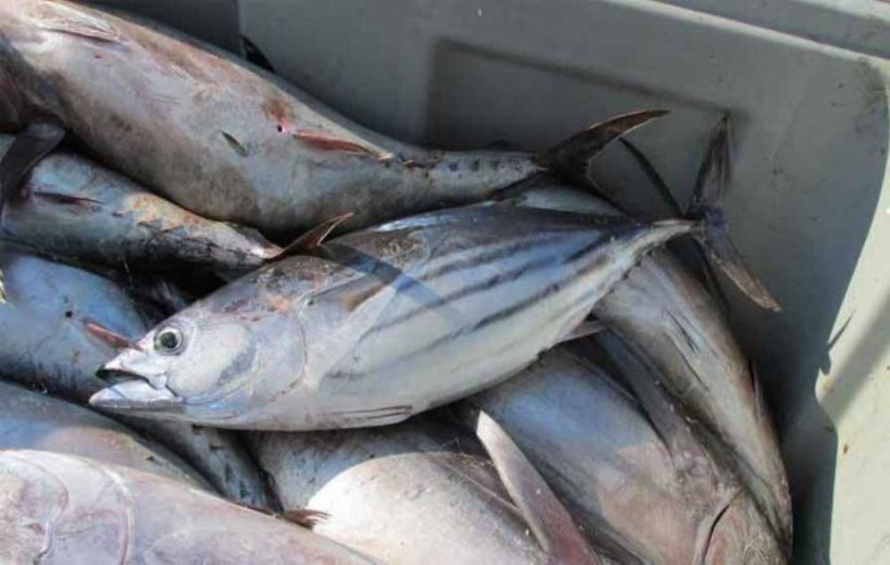 پانار | پارس ساختار | صید سالانه ۲۹۰ هزار تن تون ماهیان در سواحل دریای عمان و غرب اقیانوس هند
