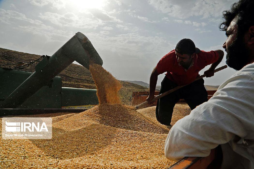 پانار | پارس ساختار | خرید گندم از مرز ۴ میلیون تن گذشت