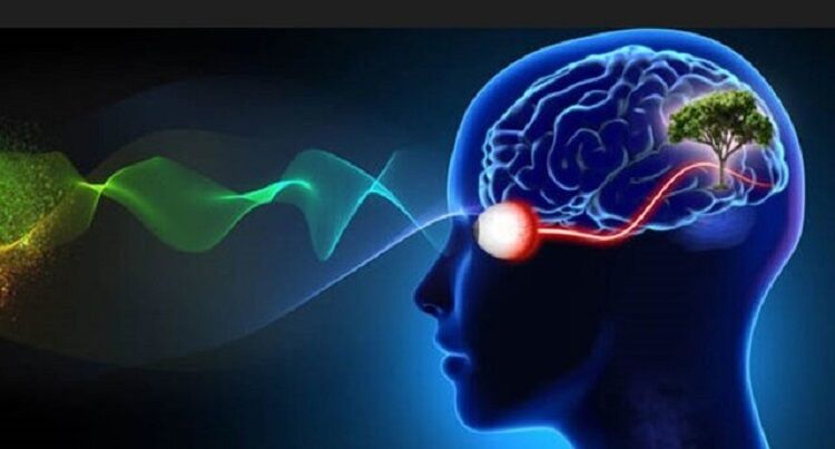 پانار | پارس ساختار | بررسی پژوهشی سازوکارهای مغزی کنترل توجه در بینایی