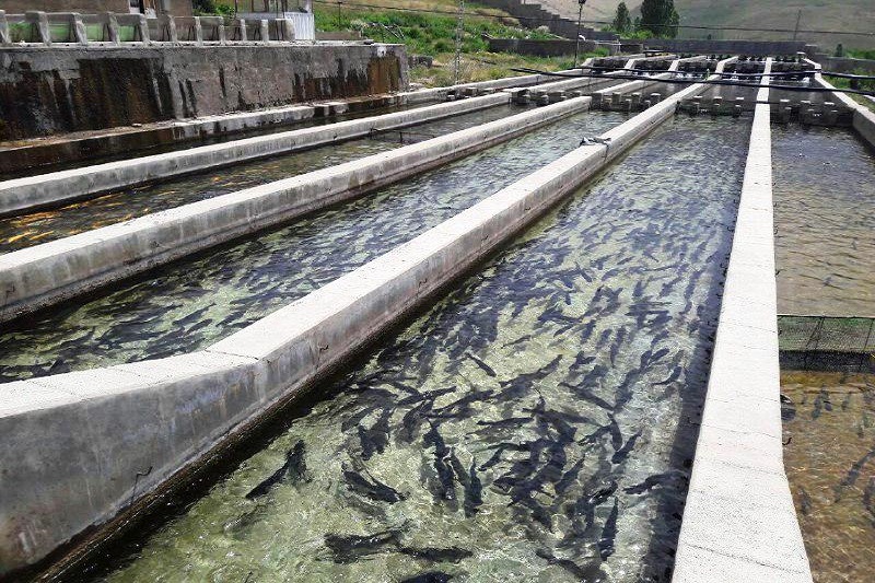 پانار | پارس ساختار | مدیر شیلات: سالانه 5800 تن ماهی در آذربایجان شرقی تولید می شود