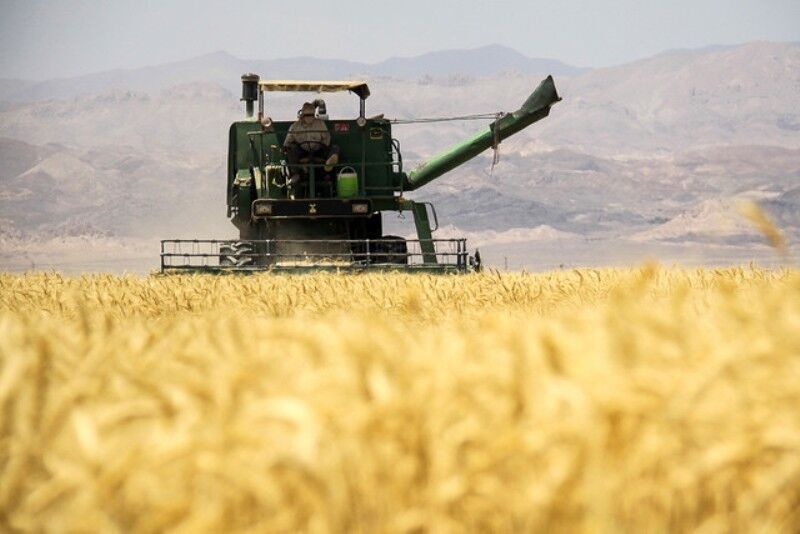 پانار | پارس ساختار | ایران برای چهارمین سال پیاپی در تولید گندم خودکفا می شود