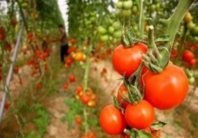 پانار | پارس ساختار | افزایش ۴۶ درصدی صادرات محصولات کشاورزی از آذربایجان‌شرقی