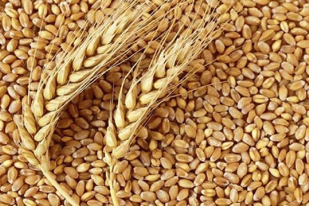 پانار | پارس ساختار | دانش تولید گندم نان «صدرا» به بخش خصوصی واگذار شد