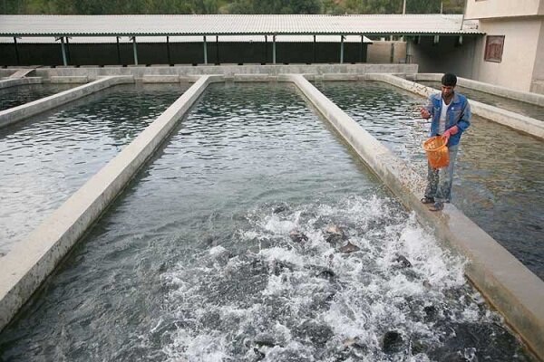 پانار | پارس ساختار | افزایش سرمایه گذاریهای کلان در پرورش ماهیان سردآبی/کشت وتولید جلبک اسپیرولینا به روش گلخانه ای در آذربایجان شرقی