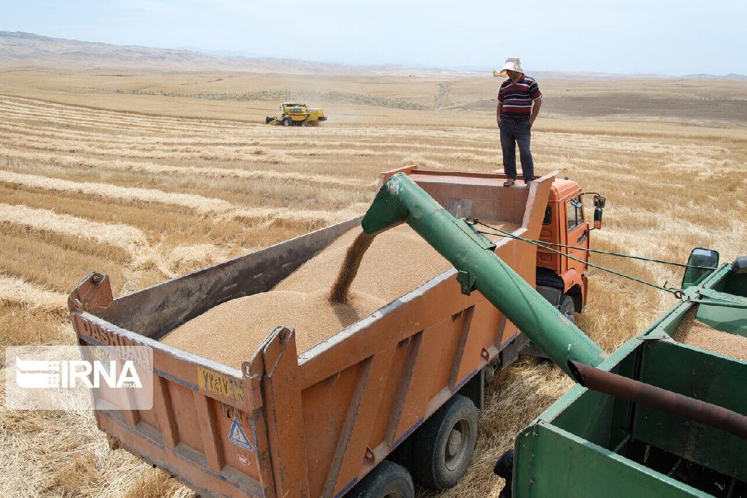 پانار | پارس ساختار | خرید بیش از ۲۸۰ هزار تن گندم در آذربایجان‌شرقی